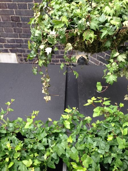Secret terrace awning at The Chiltern Firehouse